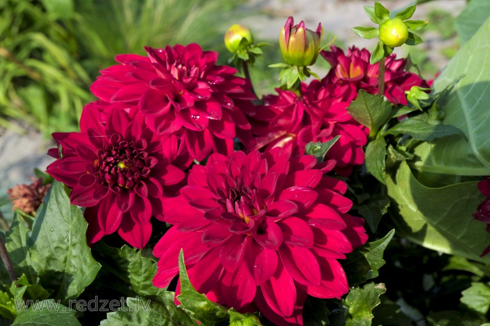 Dark red dahlia with water drops