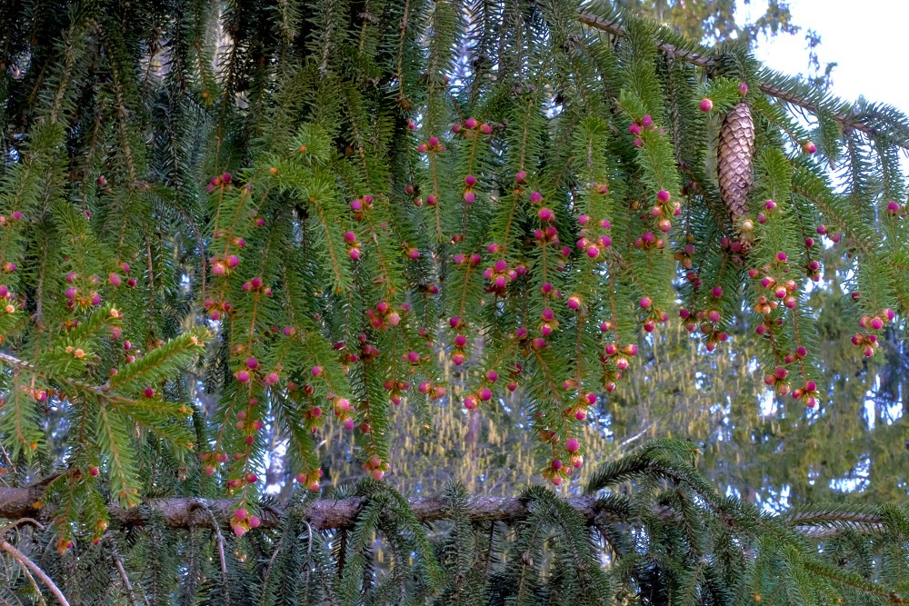 Egles vīrišķie ziedi Egles vīrišķie ziedi