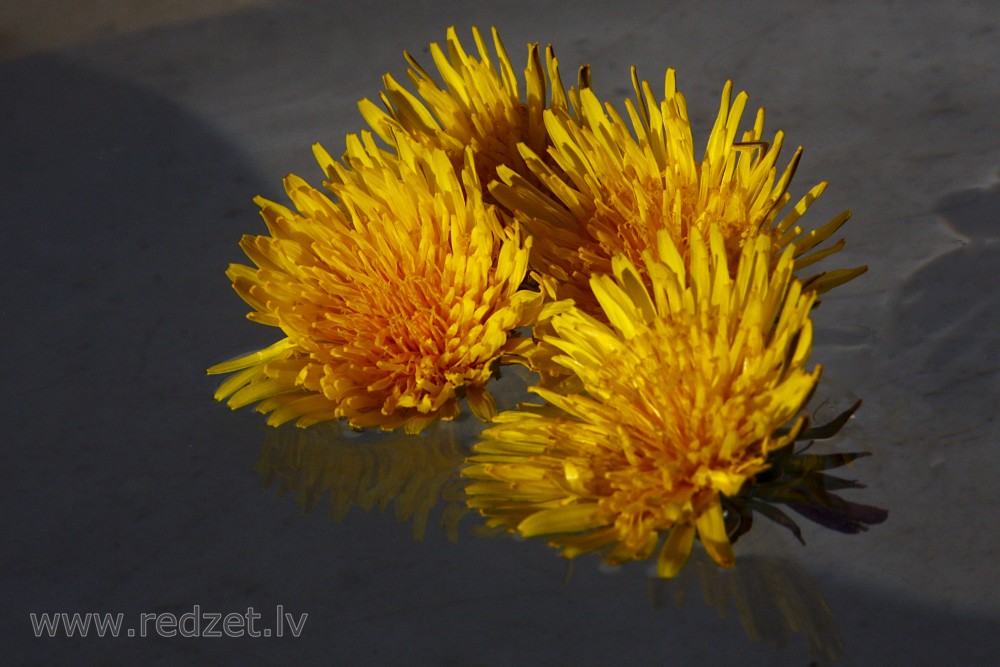 Dandelion flowers in water