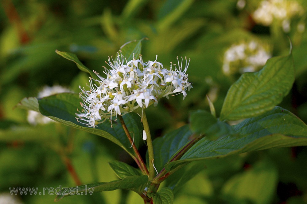 Baltais grimonis (Cornus alba)