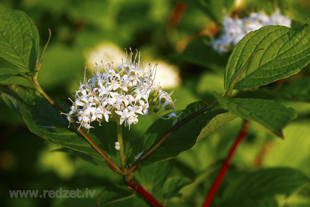 Baltais grimonis (Cornus alba)