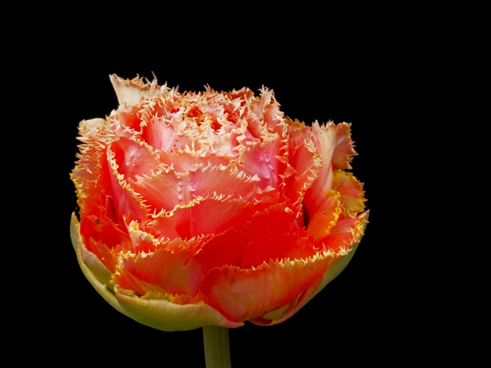 Tulpes zieds uz melna fona