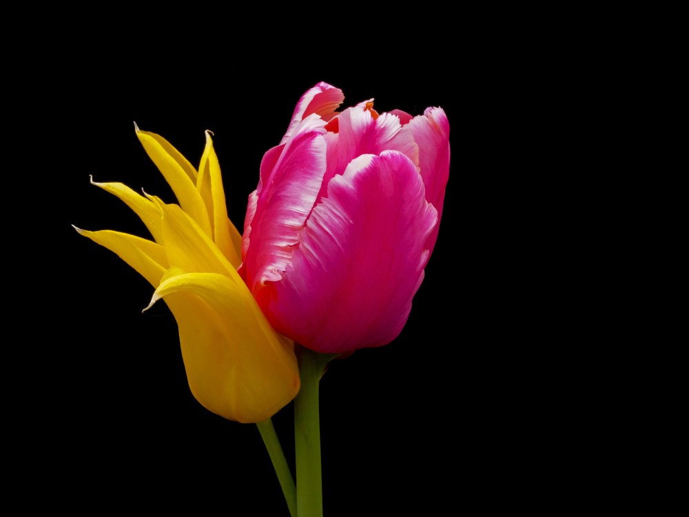 Tulpes ziedi uz melna fona