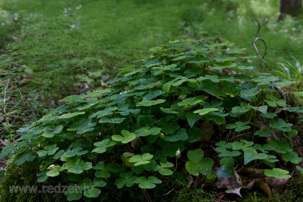 Meža zaķskābene (Oxalis acetosella)