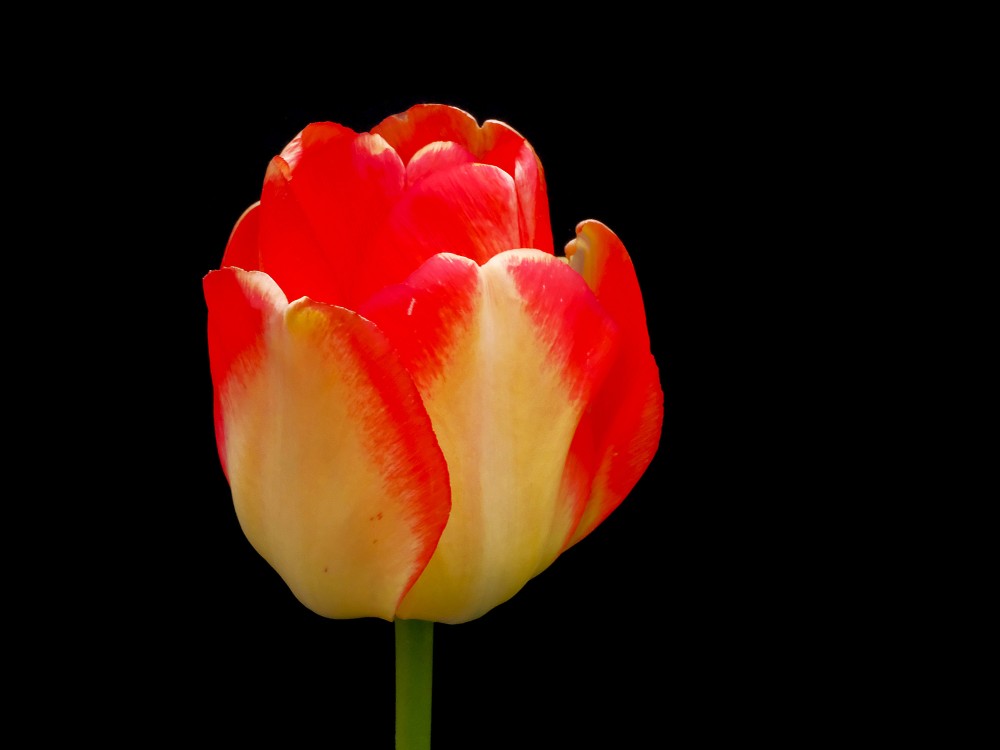 Tulpes zieds uz melna fona