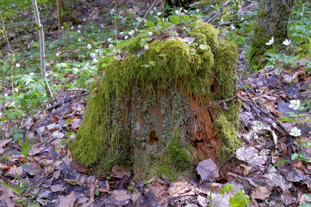 A Stump Overgrown With Moss