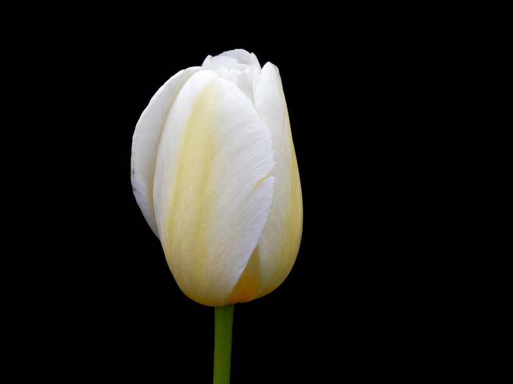 Balts tulpes zieds uz melna fona