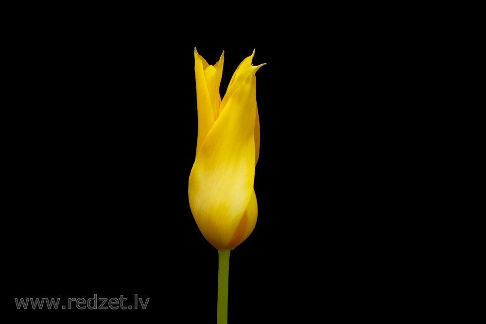 Dzeltens tulpes zieds uz melna fona