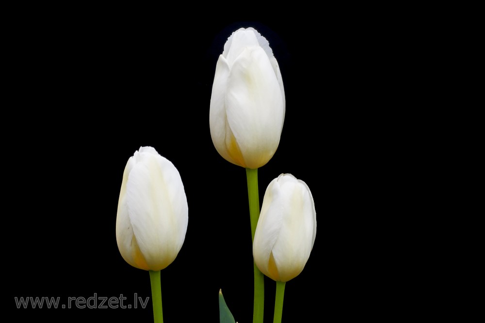 White Tulips Flowers on a Black Background