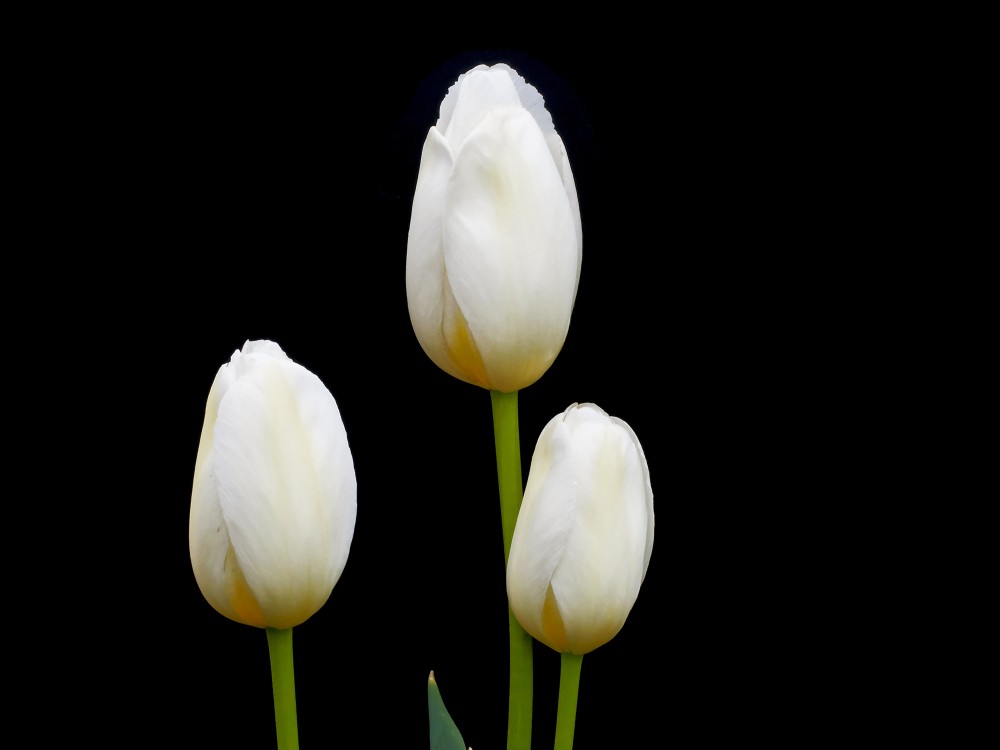 Balti tulpes ziedi uz melna fona