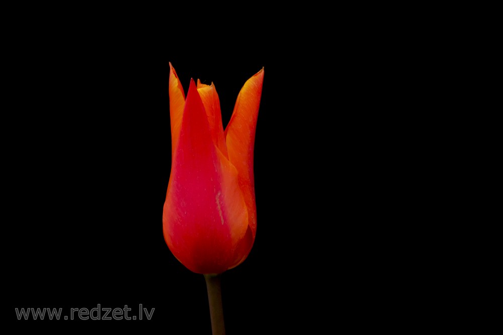 Red Tulips Flower on a Black Background