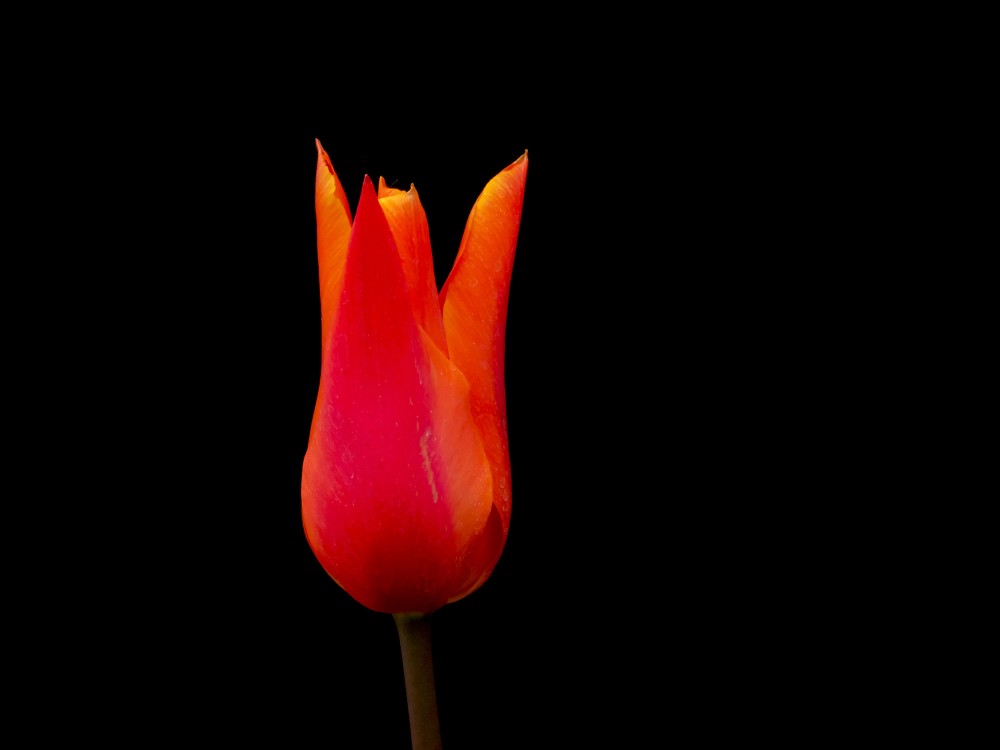 Sarkans tulpes zieds uz melna fona