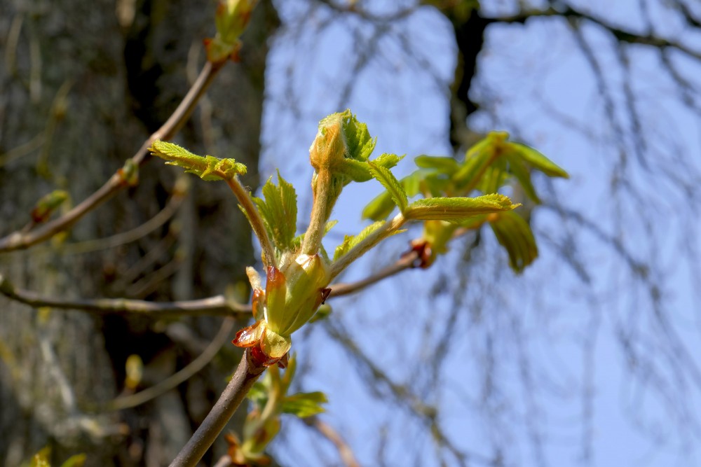 Plaukušas kastaņu lapas Plaukušas kastaņu lapas