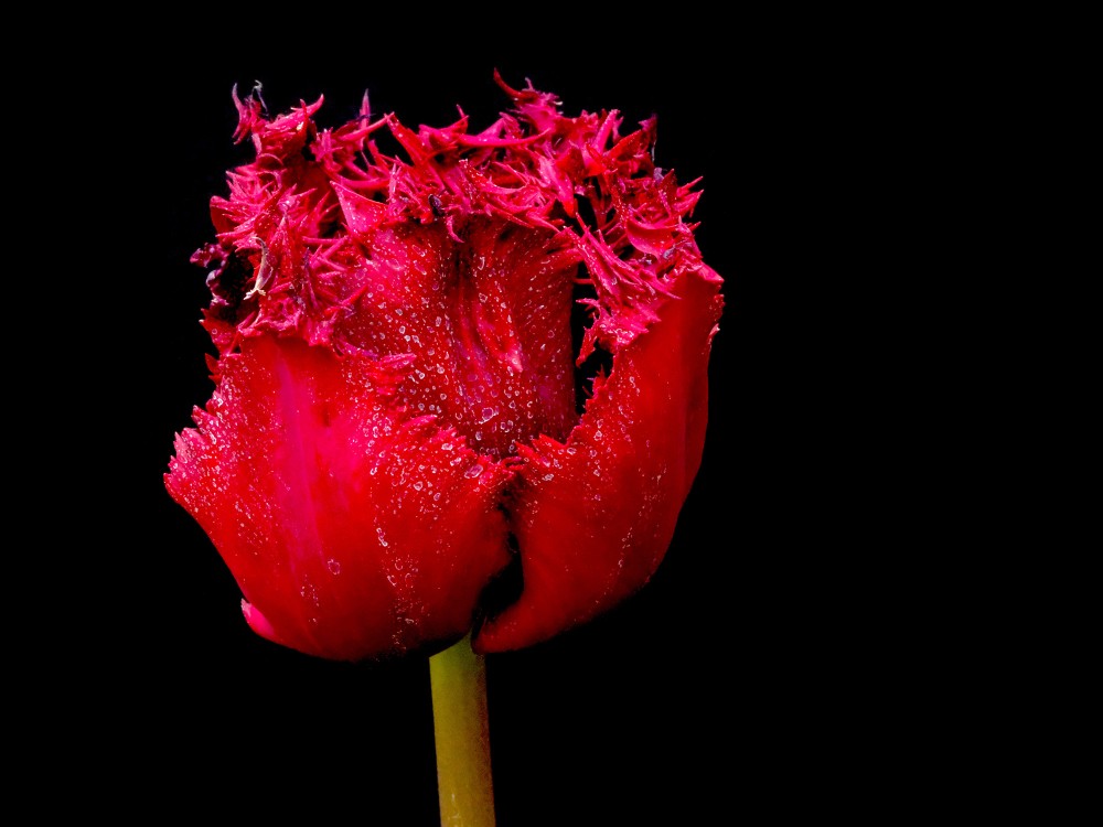 Sarkans tulpes zieds uz melna fona