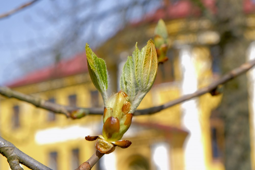 Chestnut leaves in spring
