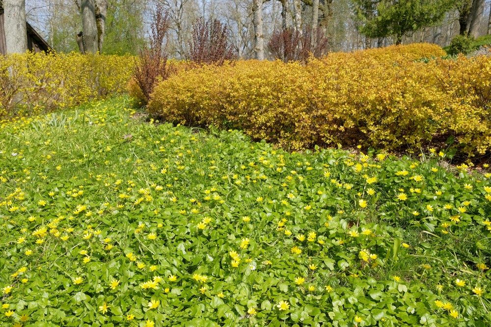 Lesser celandine, Spring landscape