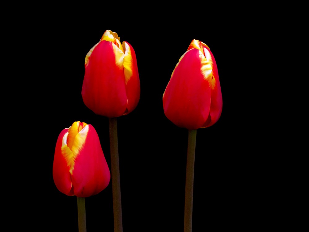 Sarkanas tulpes uz melna fona