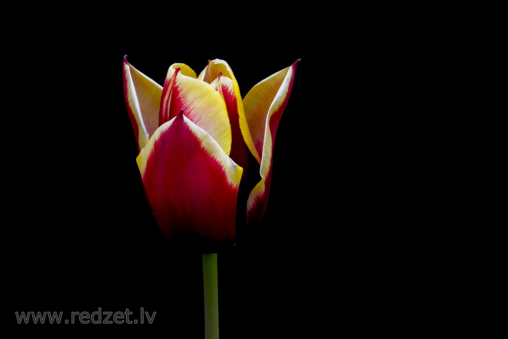 Tulips Flower on a Black Background