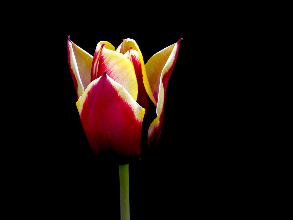 Tulpes zieds uz melna fona