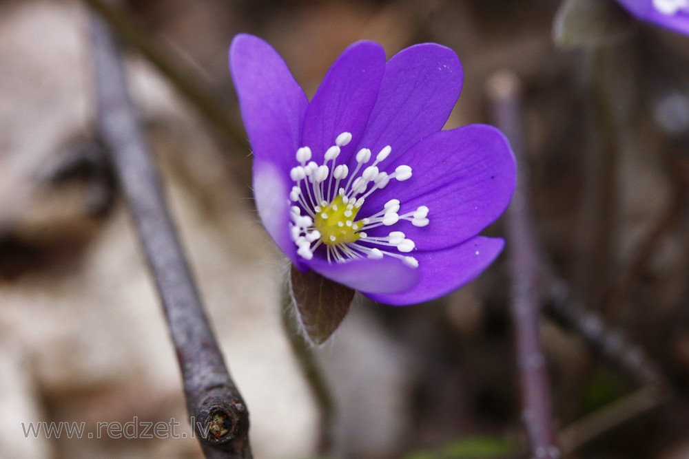 Close up of Kidneywort