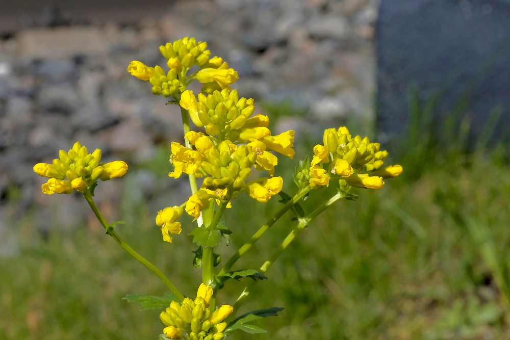 Lokaugļu zvērene Lokaugļu zvērene