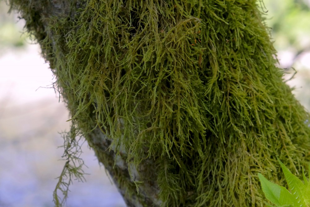 Moss on a Tree Trunk