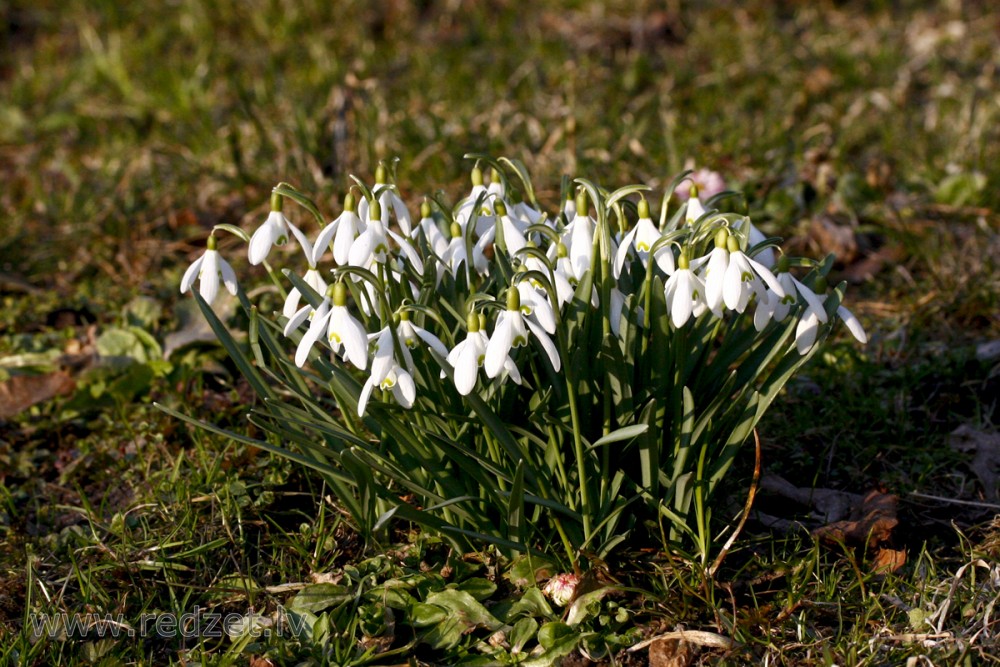 Sniegpulkstenīte