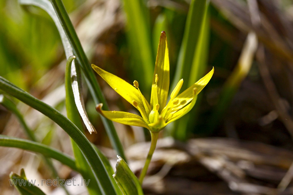 Gagea lutea (Yellow star-of-Bethlehem)