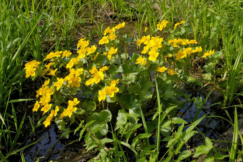 Purva purene (caltha palustris)