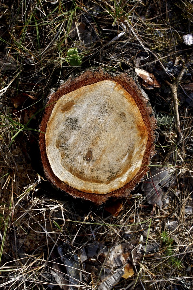 Tree stump (betula)