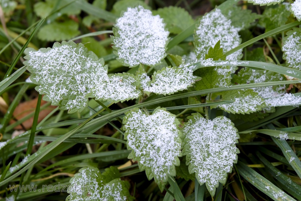 Snowy Stinging Nettle