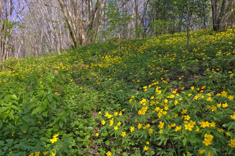 Dzeltenie vizbuļi Imulas dabas takā
