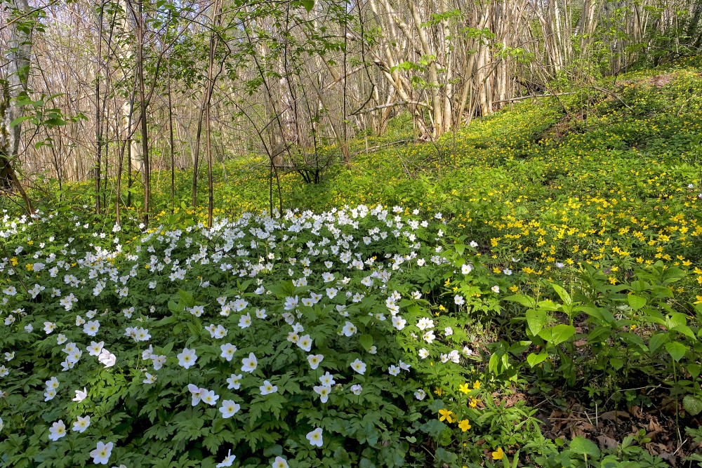 Baltie un dzeltenie vizbuļi Imulas dabas takā
