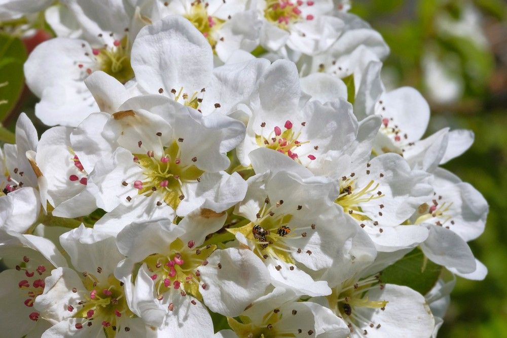 Pear tree in flower