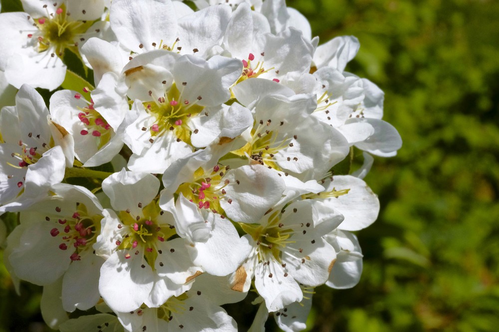 Pear tree in flower
