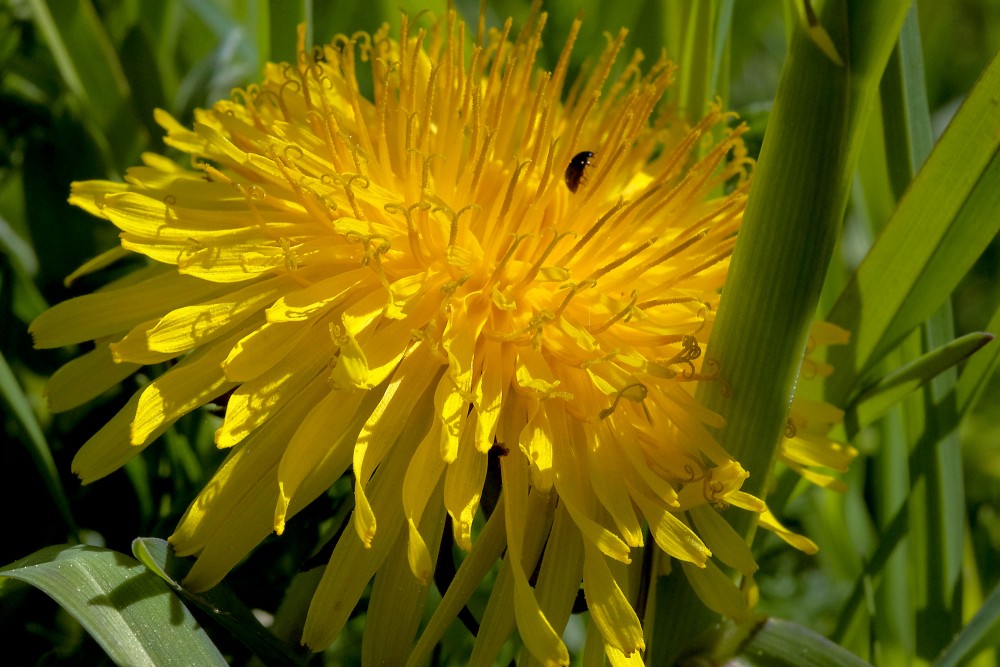 Pienenes zieda tuvplāns