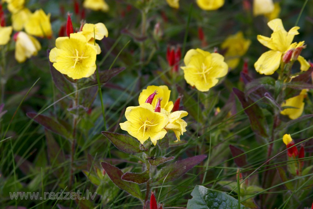 Misūri naktssvece Misūri naktssvece