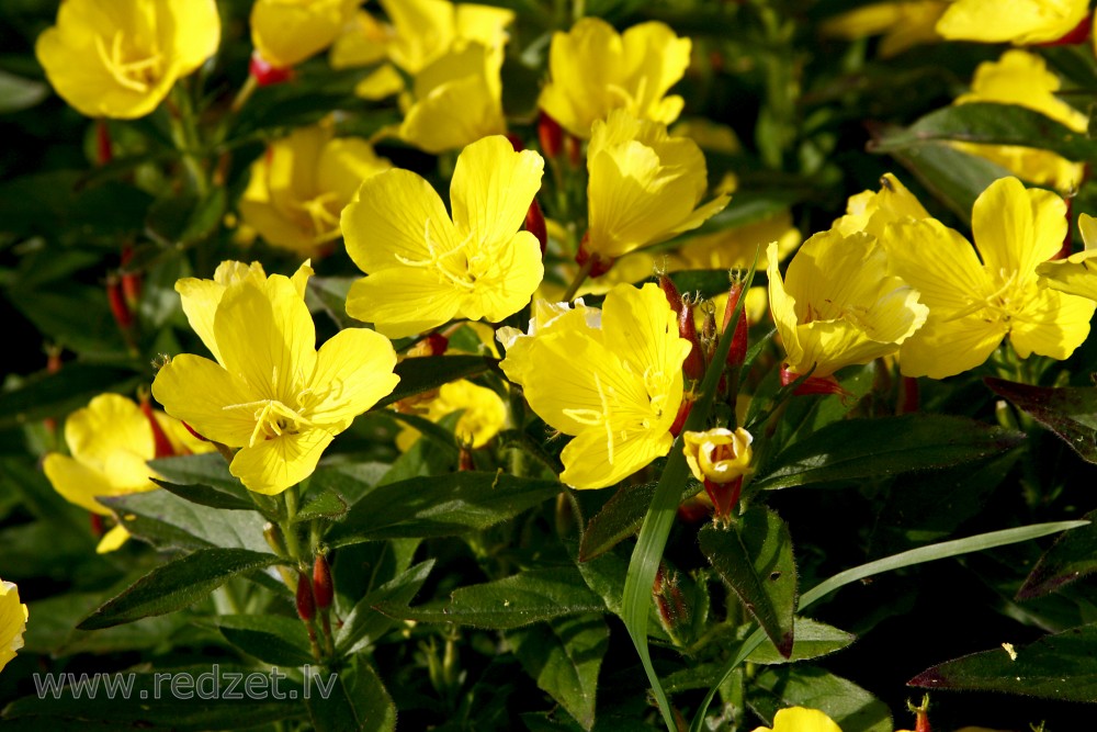 Misūri naktssvece Misūri naktssvece