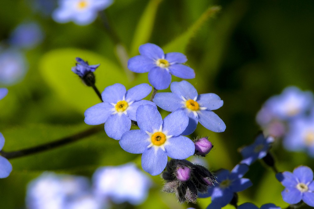 Wood forget-me-not