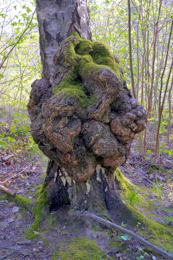 Liels māzers uz bērza stumbra