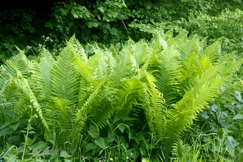 Melnā ozolpaparde jeb vīrpaparde (Dryopteris filix-mas)