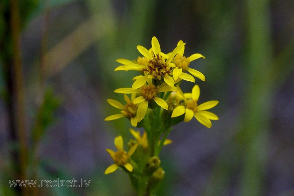 Close up of European Goldenrod