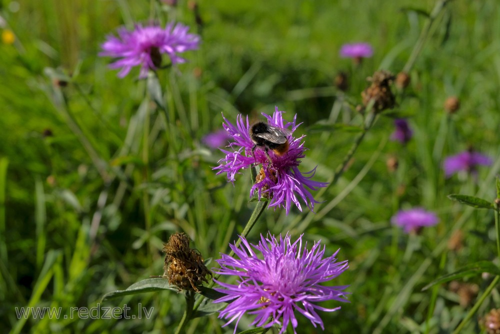 Brown knapweed and Bumblebee