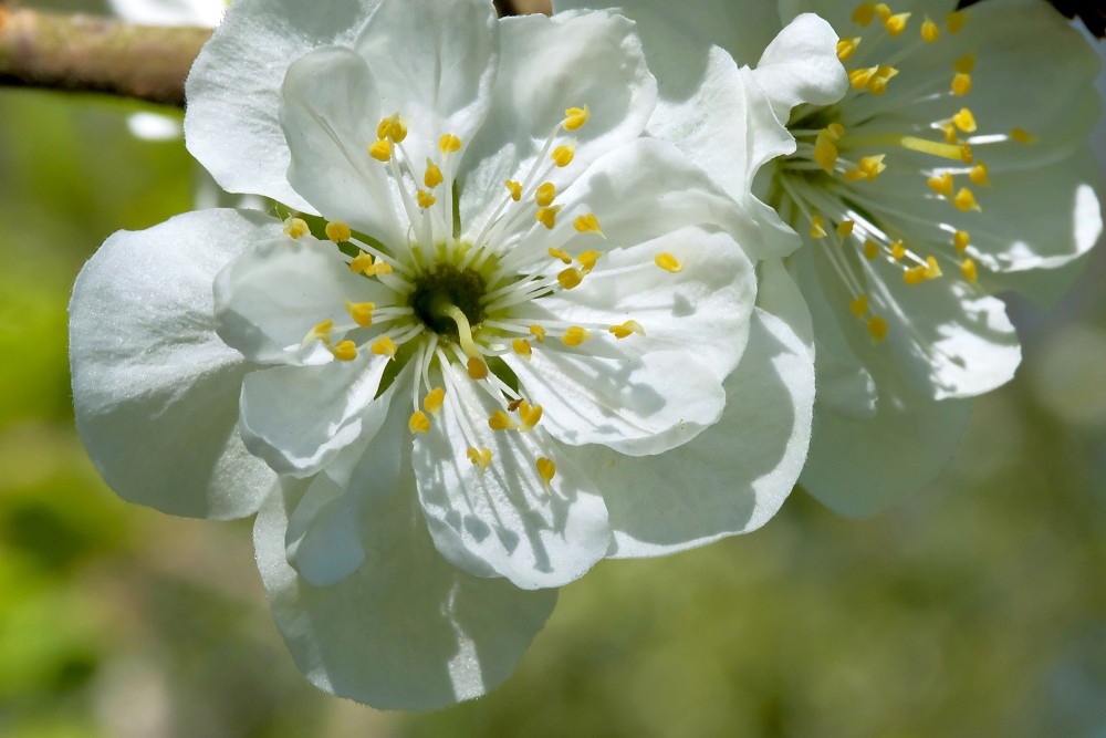 Plūmes zieda tuvplāns