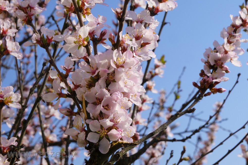 Flowering Nanking Cherry