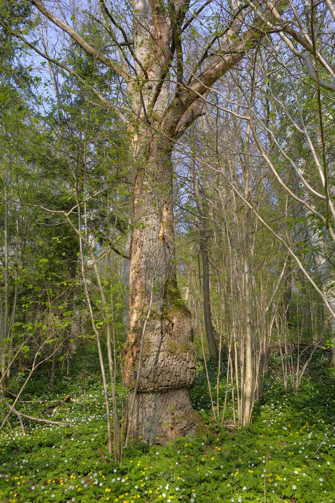 Nokaltis koks Imulas dabas takā