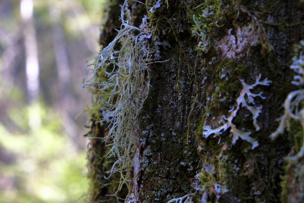 Lichens On Tree Trunk