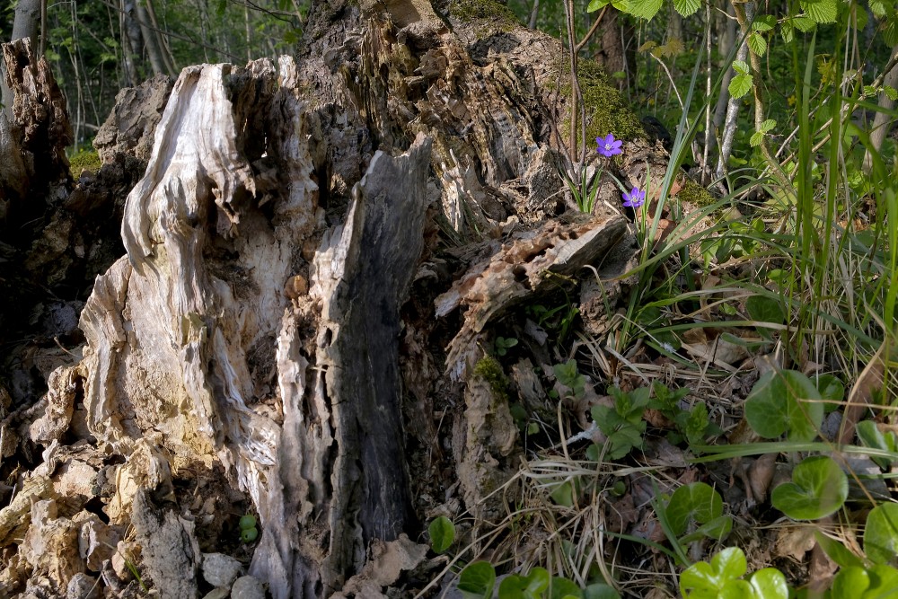 Rotten Tree Stump