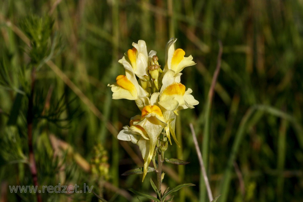 Common toadflax