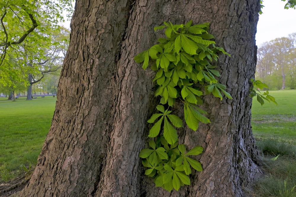 Lapas aug no zirgkastaņas koka stumbra